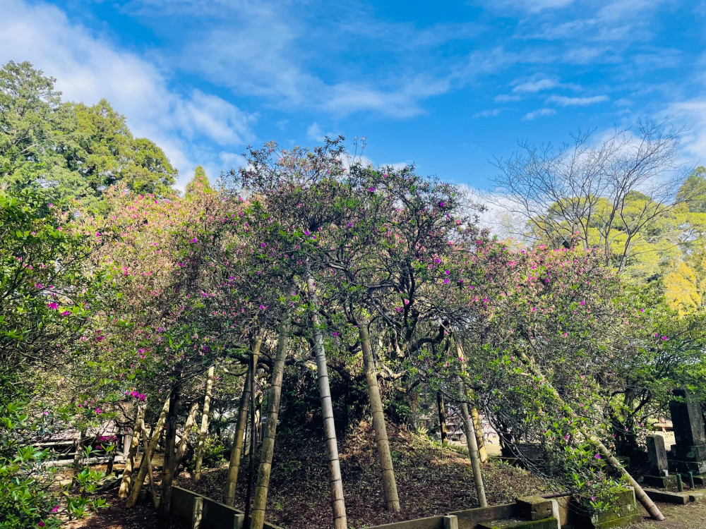 令和5年 圓實寺の大ツツジ開花状況-4.17_2