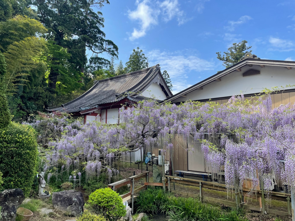 令和5年 木積龍頭寺大フジ開花状況-4.17_2