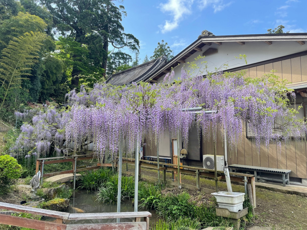 令和5年 木積龍頭寺大フジ開花状況-4.17_1