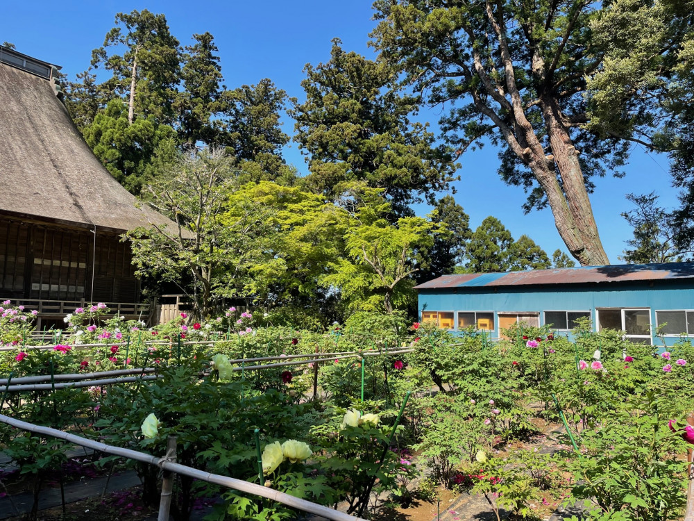 令和5年 飯高寺ボタン園開花状況-4.19_2