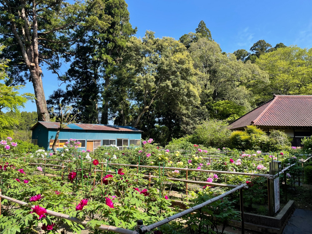 令和5年 飯高寺ボタン園開花状況-4.19_1