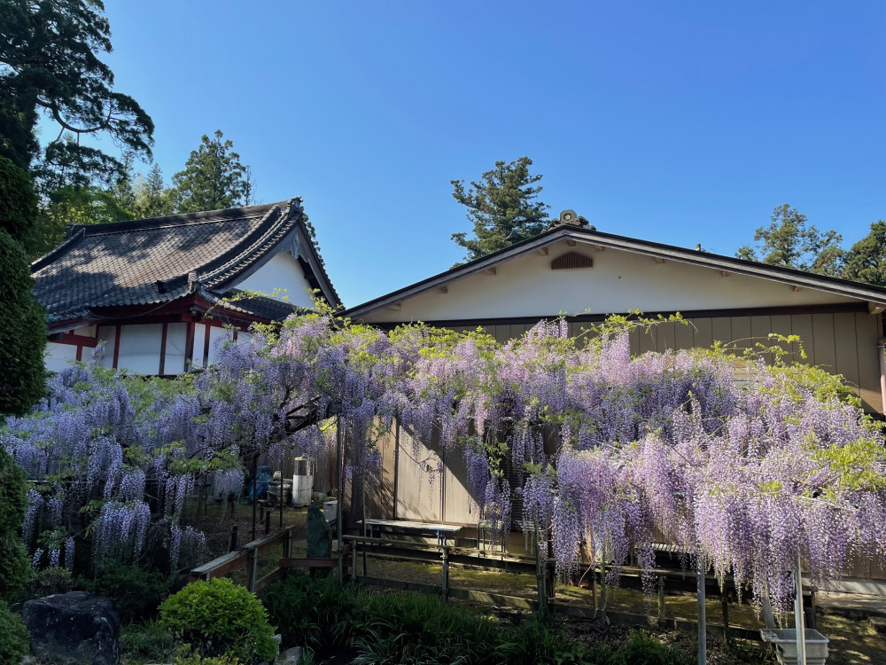 令和5年 木積龍頭寺大フジ開花状況-4.19_2