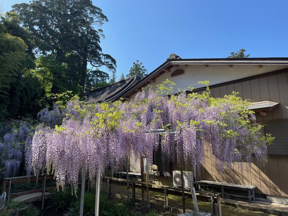 令和5年 木積龍頭寺大フジ開花状況-4.19_1