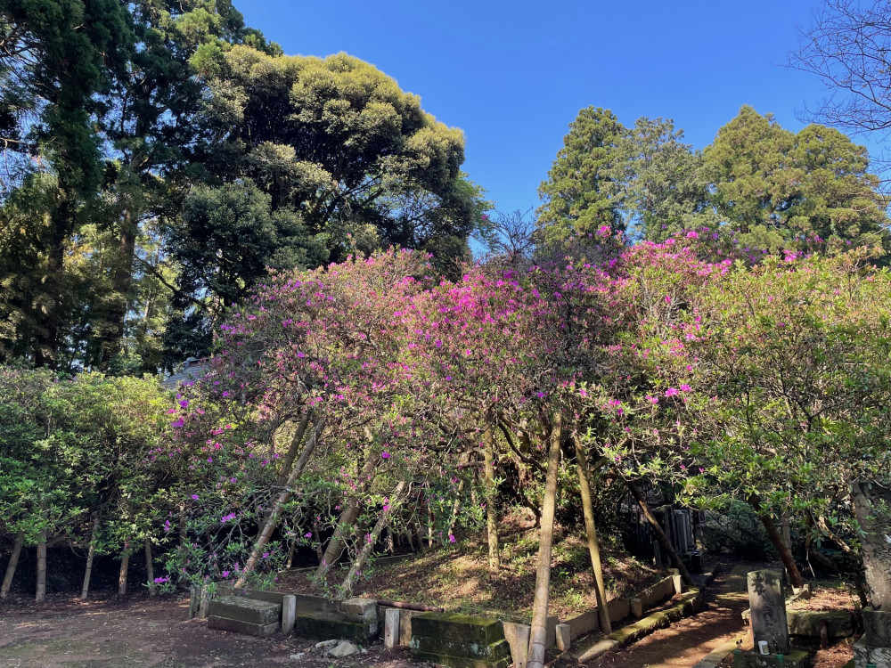 令和5年 圓實寺の大ツツジ開花状況-4.19_1