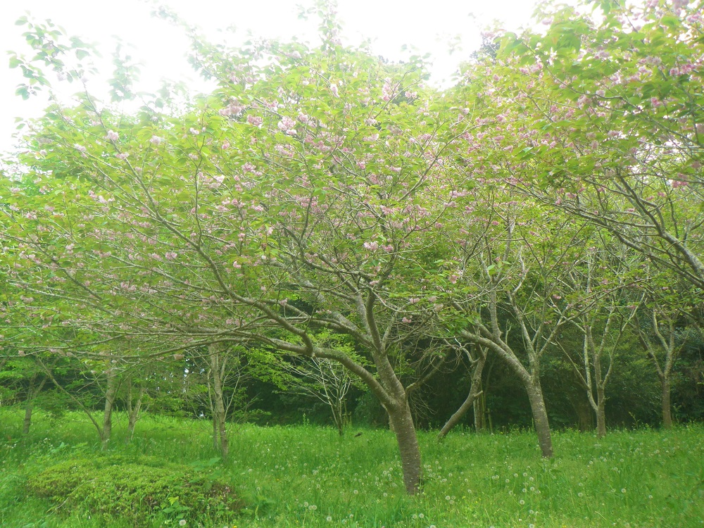 令和5年 天神山公園桜開花情報-4月19日 天神山公園桜2