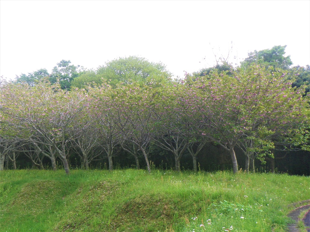 令和5年 天神山公園桜開花情報-4月19日 天神山公園桜1