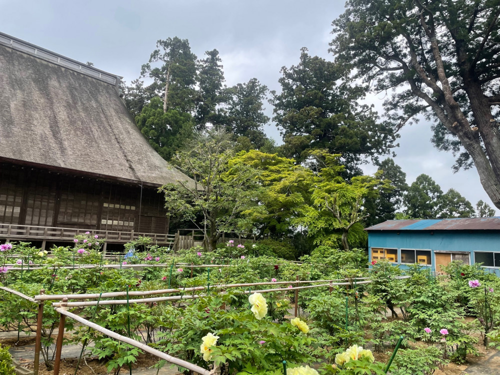 令和5年 飯高寺ボタン園開花状況-4.20_2