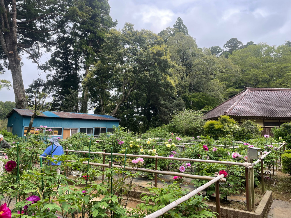 令和5年 飯高寺ボタン園開花状況-4.20_1