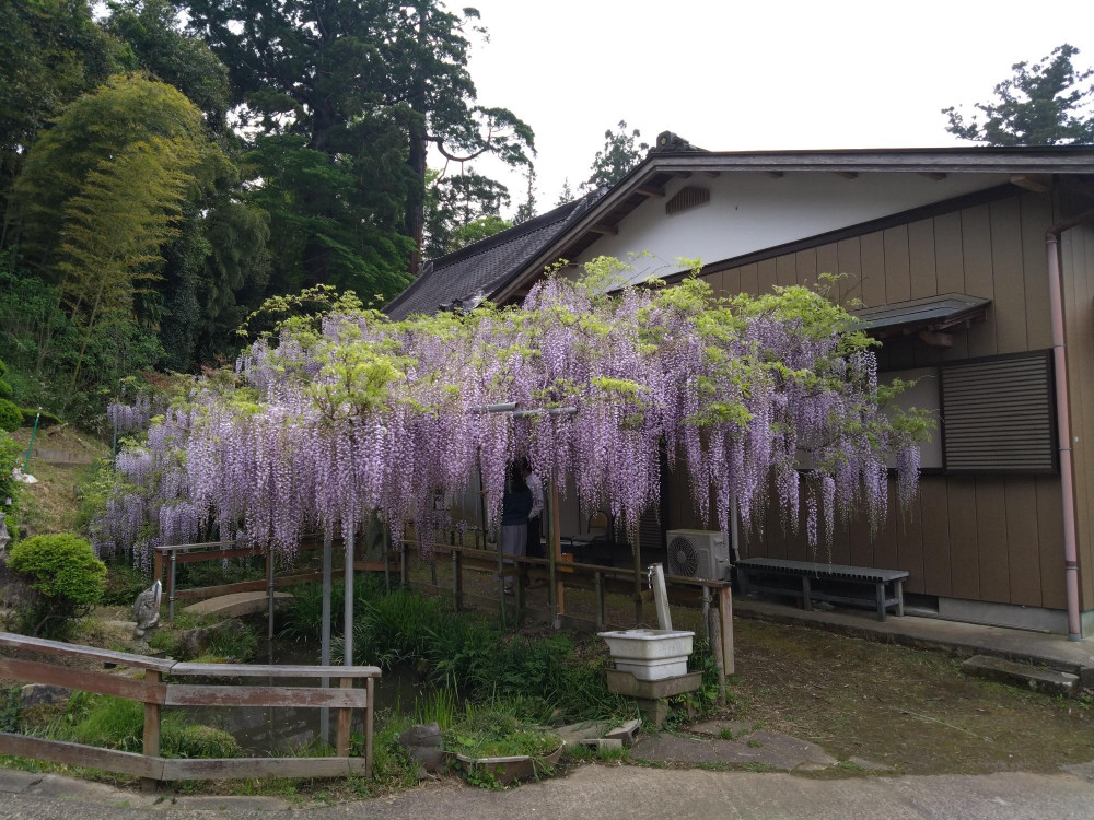 令和5年 木積龍頭寺大フジ開花状況-4.20_1