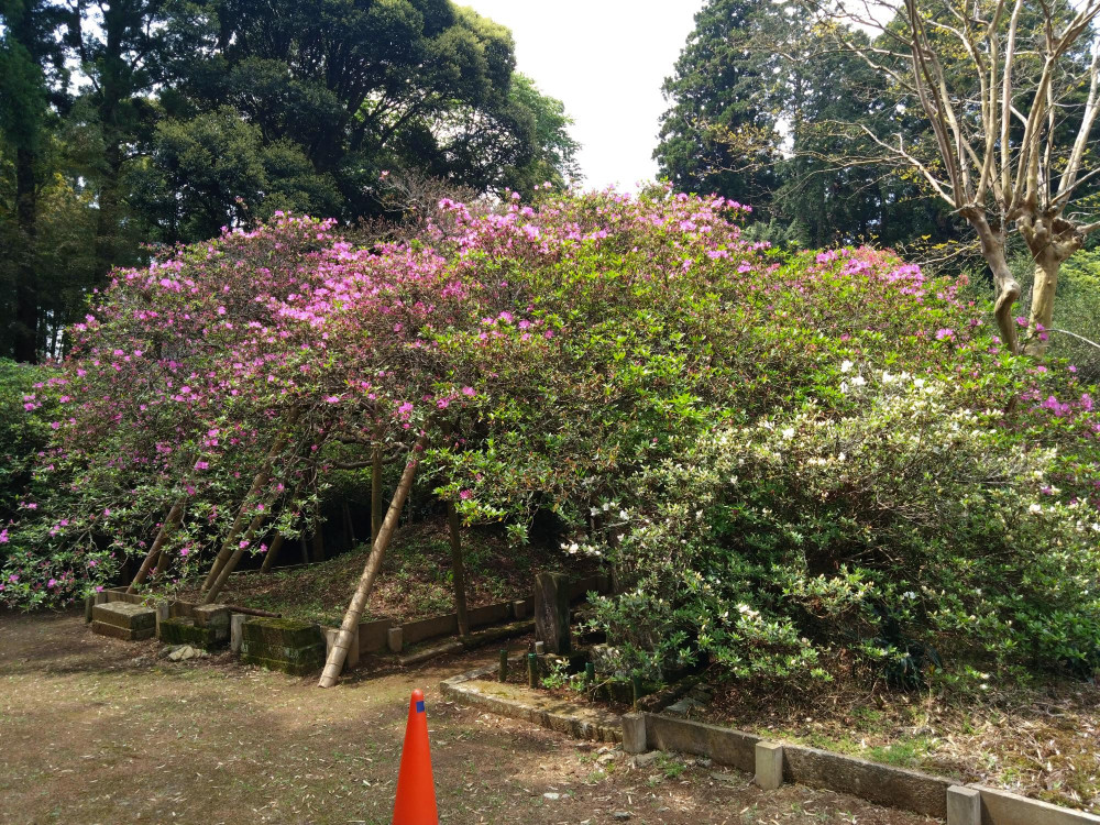 令和5年 圓實寺の大ツツジ開花状況-4.20_1