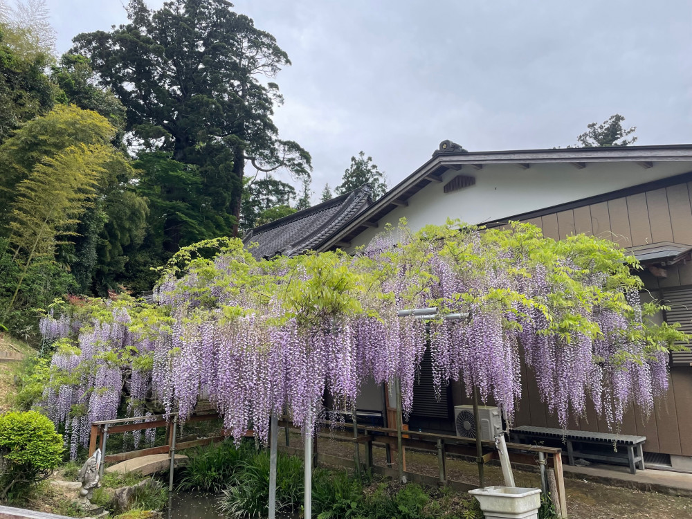 令和5年 木積龍頭寺大フジ開花状況-4.22＿1