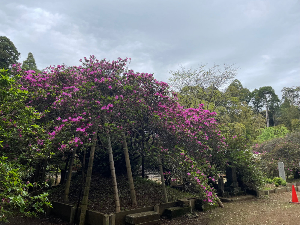 令和5年 圓實寺の大ツツジ開花状況-4.22_2