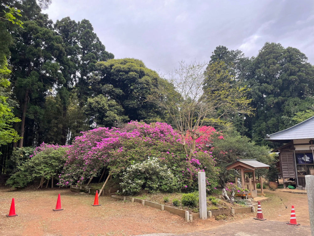 令和5年 圓實寺の大ツツジ開花状況-4.22_1