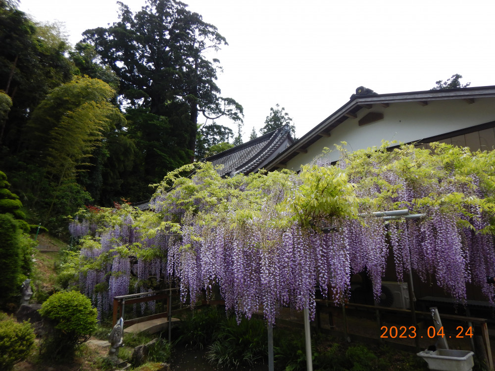 令和5年 木積龍頭寺大フジ開花状況-4月24日