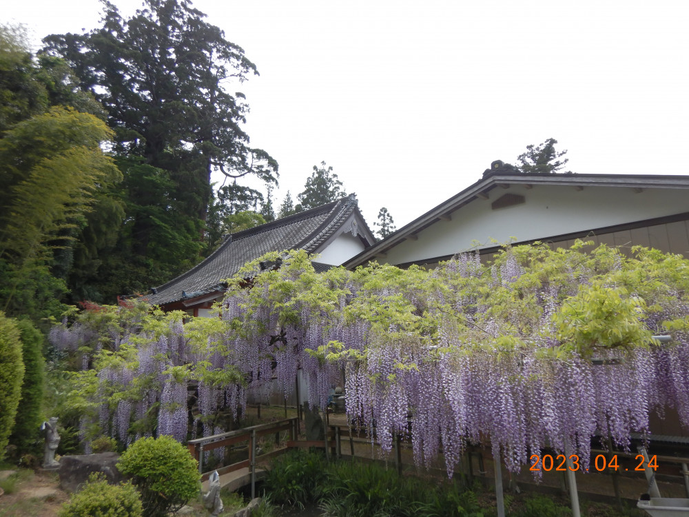 令和5年 木積龍頭寺大フジ開花状況-4月24日