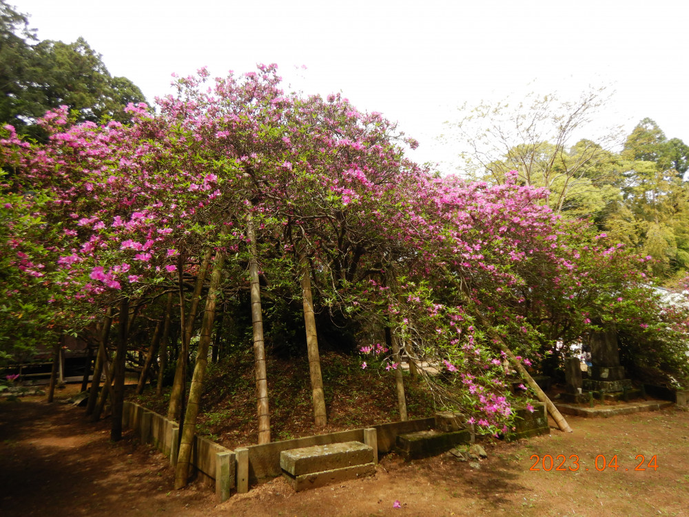 令和5年 圓實寺の大ツツジ開花状況-4月24日