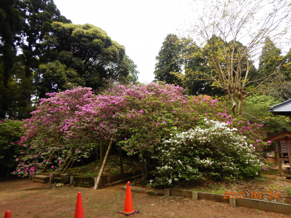 令和5年 圓實寺の大ツツジ開花状況-4月24日