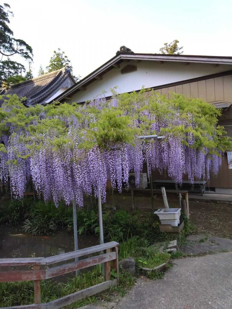 令和5年 木積龍頭寺大フジ開花状況-４月２５日