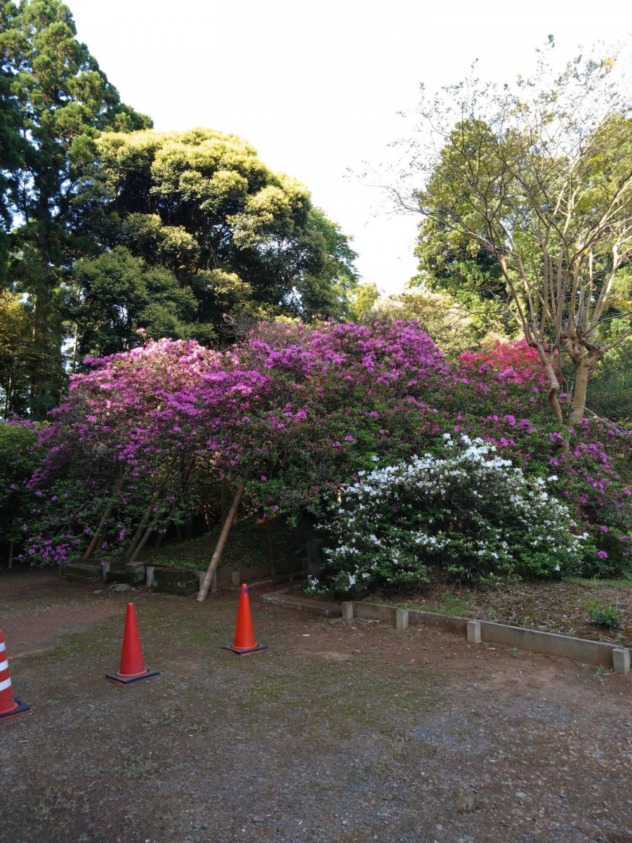 令和5年 圓實寺の大ツツジ開花状況-４月２５日