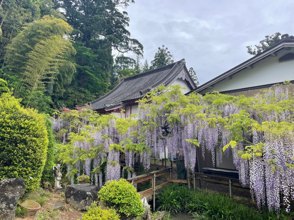 令和5年 木積龍頭寺大フジ開花状況-4.26_2