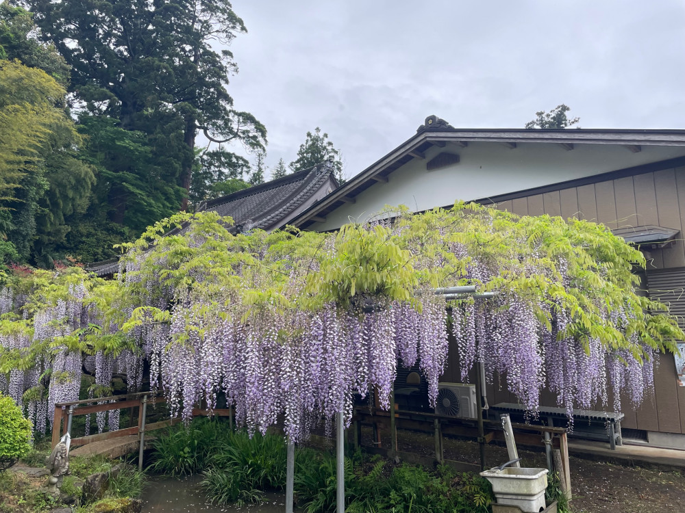 令和5年 木積龍頭寺大フジ開花状況-4.26_1