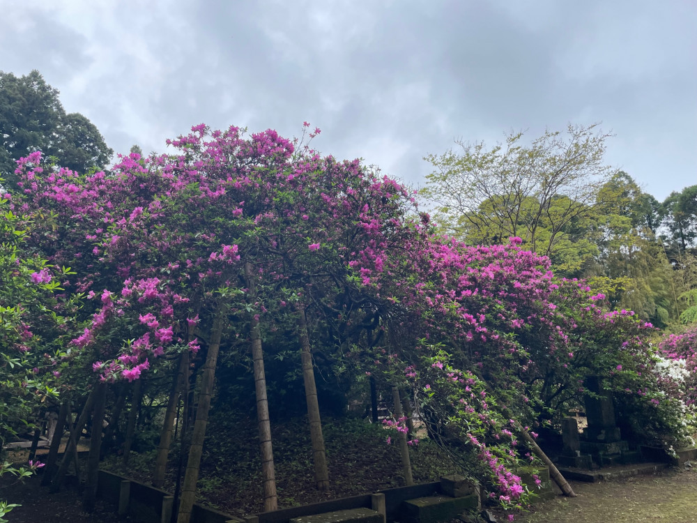 令和5年 圓實寺の大ツツジ開花状況-4.26_2