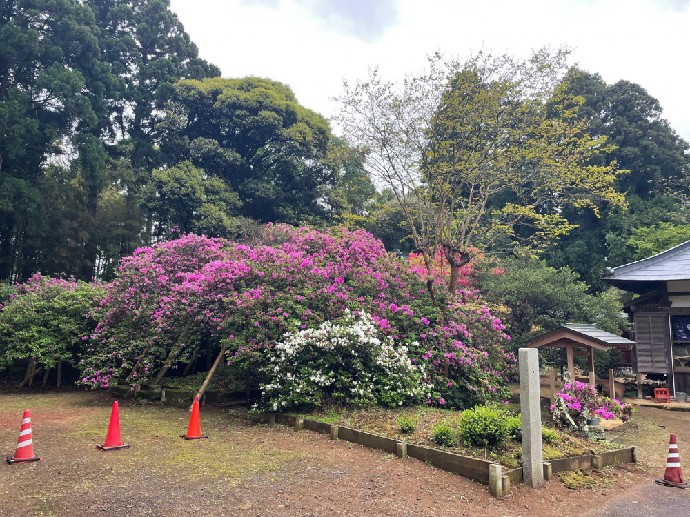 令和5年 圓實寺の大ツツジ開花状況-4.26_1