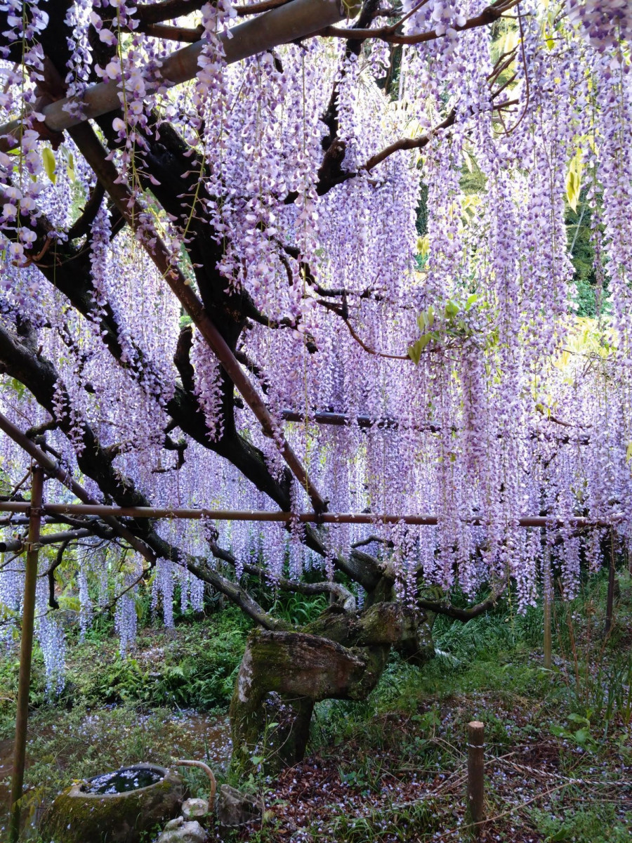 令和5年 木積龍頭寺大フジ開花状況-4月27日