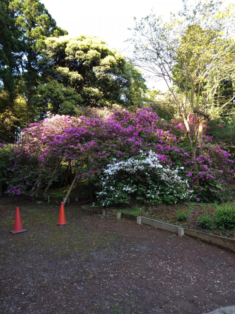 令和5年 圓實寺の大ツツジ開花状況-4月27日