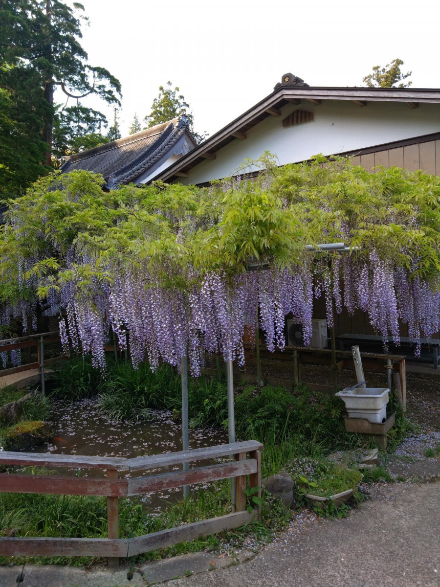 令和5年 木積龍頭寺大フジ開花状況-４月２８日