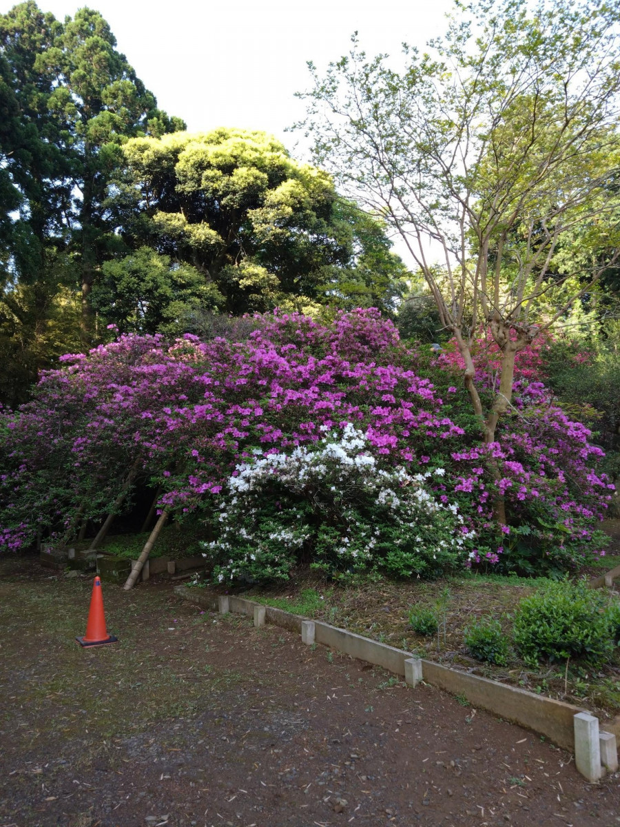 令和5年 圓實寺の大ツツジ開花状況-４月２８日