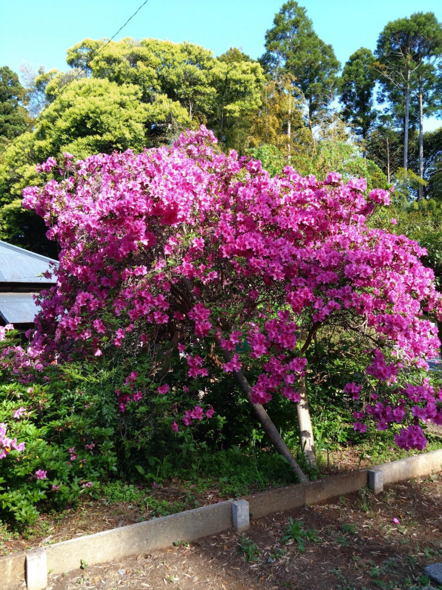 令和5年 圓實寺の大ツツジ開花状況-４月２８日