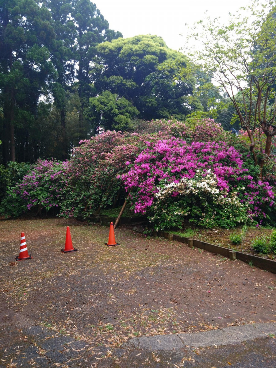 令和5年 圓實寺の大ツツジ開花状況-4/30