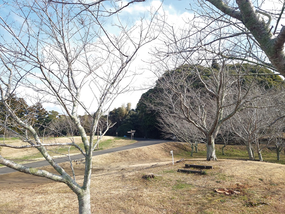 令和6年 天神山公園桜開花情報-3月8日 天神山公園桜2