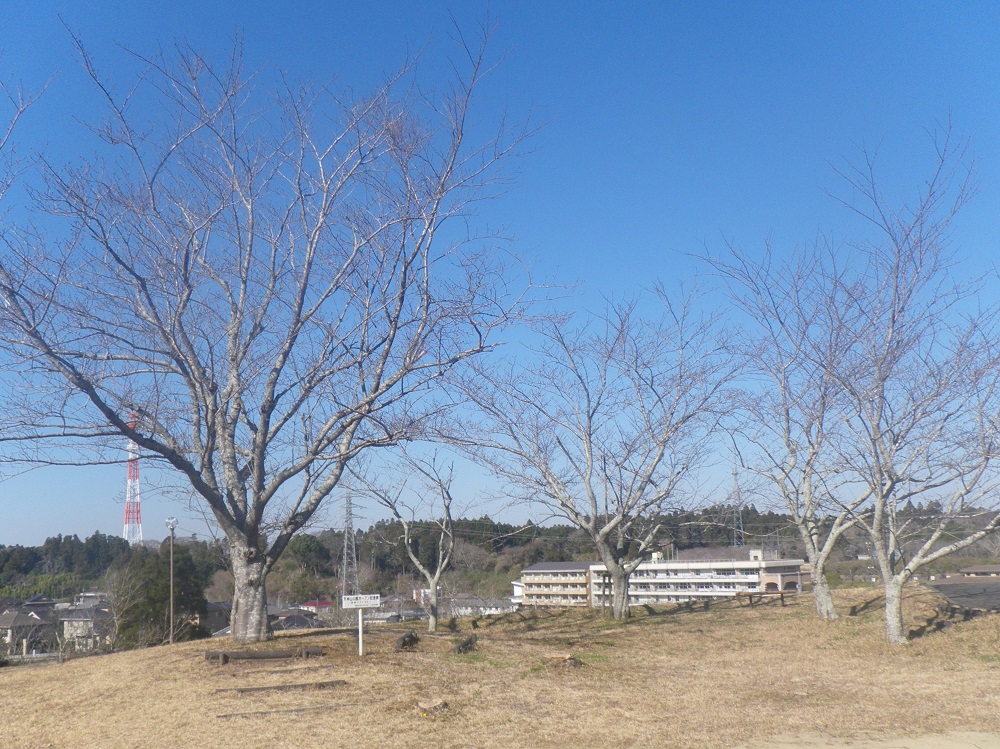 令和6年 天神山公園桜開花情報-3月22日 天神山公園桜2
