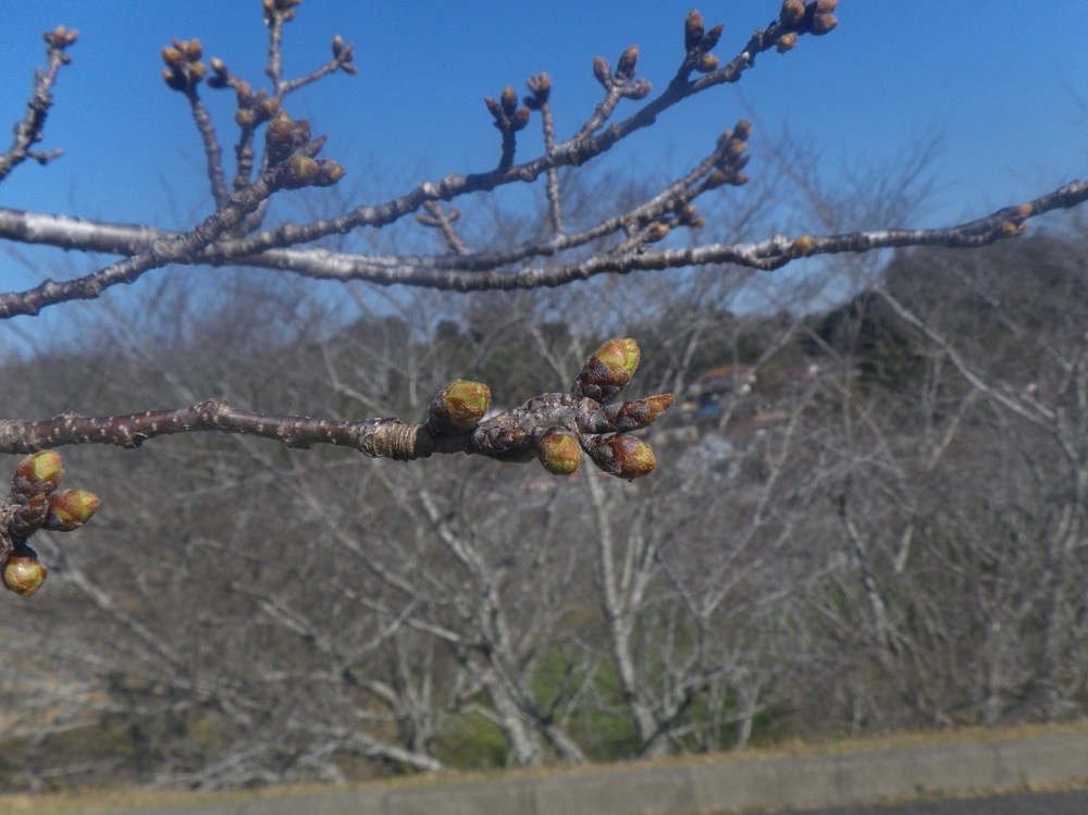 令和6年 天神山公園桜開花情報-3月22日 天神山公園桜1