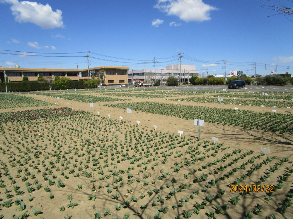 令和6年 のさか花の広場チューリップ開花情報-のさかチューリップ_3月22日（金曜日）