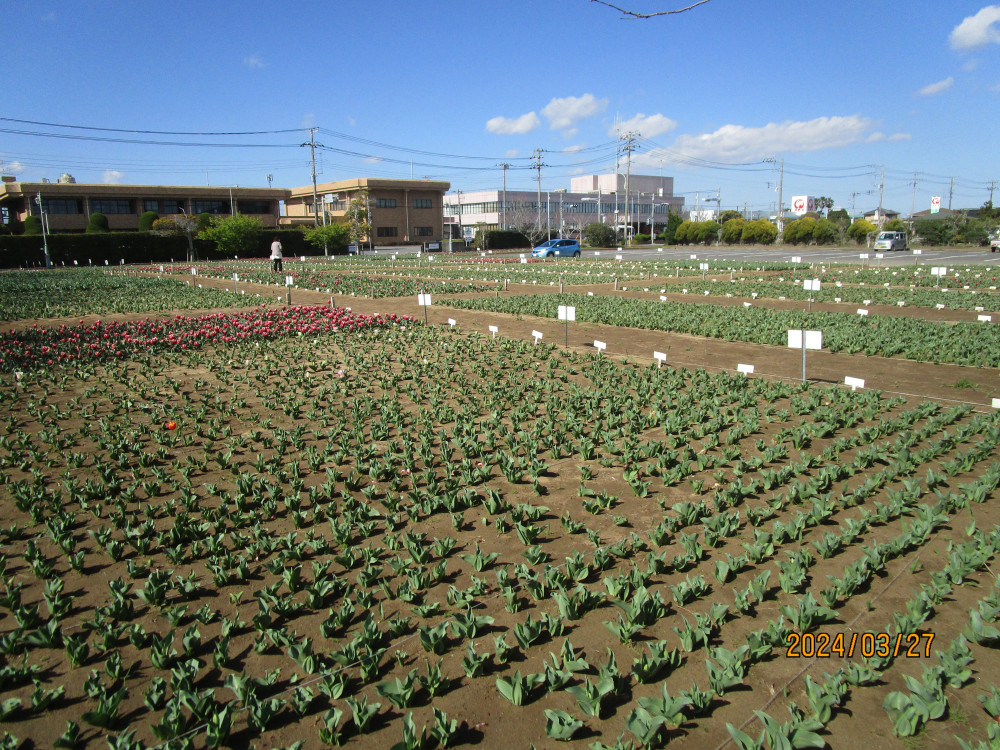 令和6年 のさか花の広場チューリップ開花情報-のさかチューリップ_3月27日（水曜日）