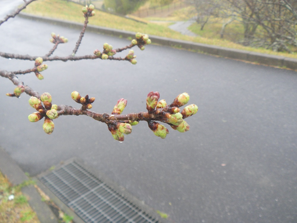 令和6年 天神山公園桜開花情報-3月29日 天神山公園桜1