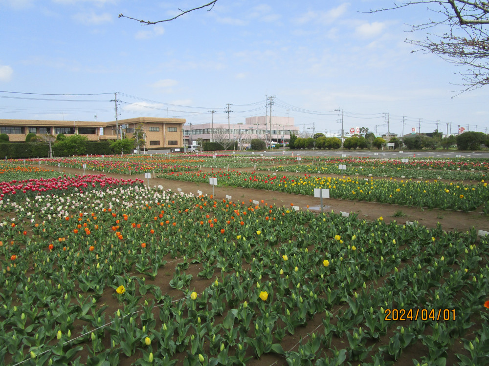 令和6年 のさか花の広場チューリップ開花情報-のさかチューリップ_4月1日（月曜日）