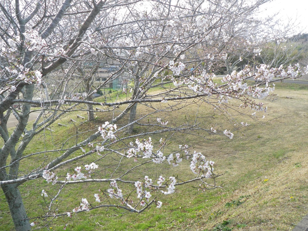 令和6年 天神山公園桜開花情報-4月2日 天神山公園桜4