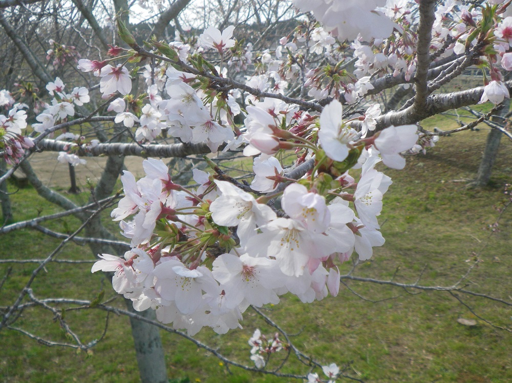 令和6年 天神山公園桜開花情報-4月2日 天神山公園桜3