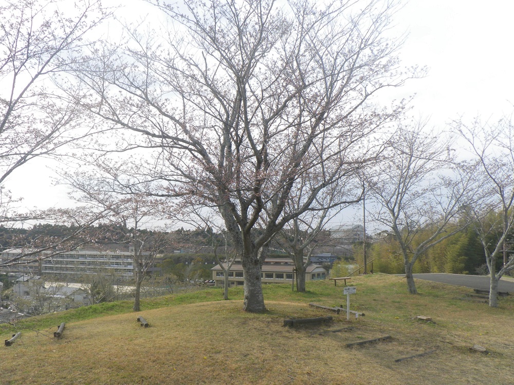 令和6年 天神山公園桜開花情報-4月2日 天神山公園桜2