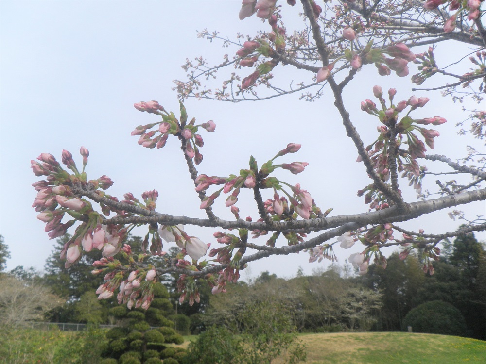 令和6年 天神山公園桜開花情報-4月2日 天神山公園桜1