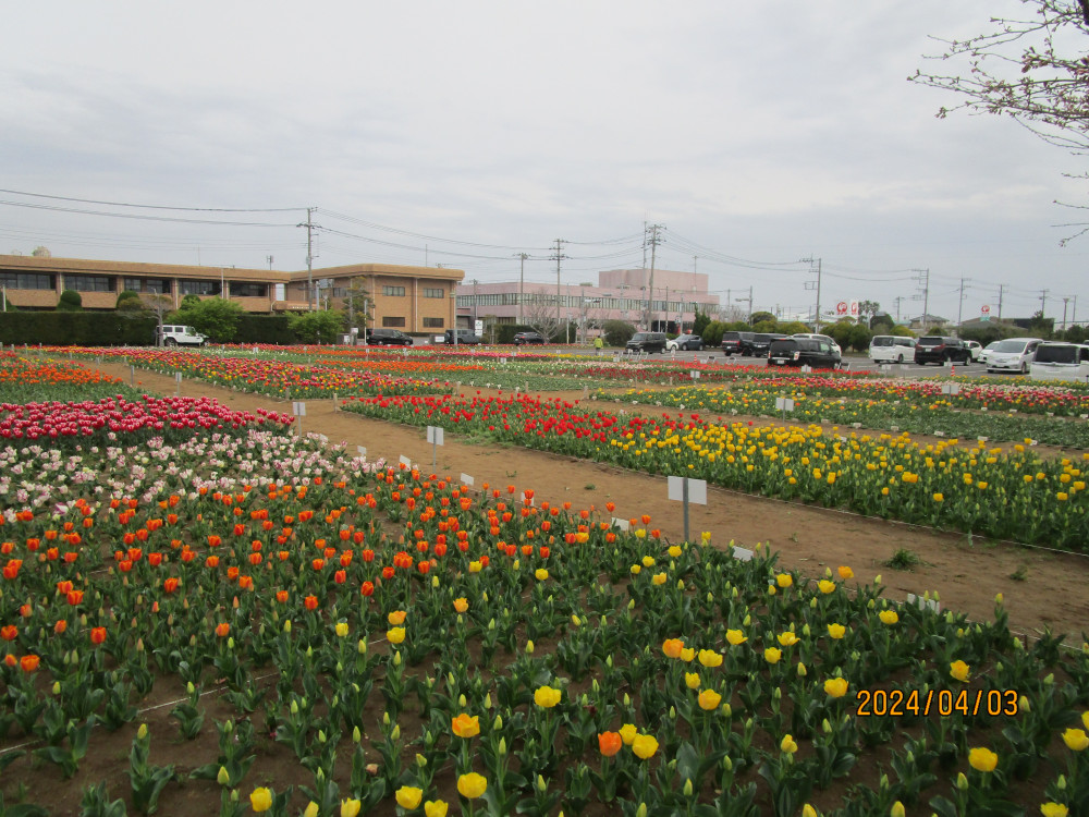 令和6年 のさか花の広場チューリップ開花情報-のさかチューリップ_4月3日（水曜日）