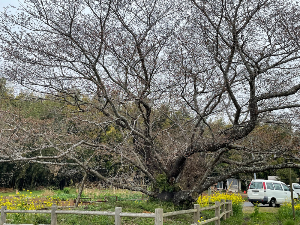 令和6年 黄門桜開花情報-4.3_3