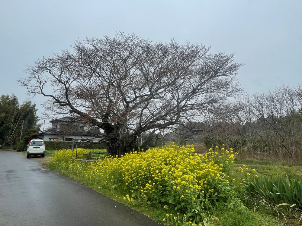 令和6年 黄門桜開花情報-4.3_2