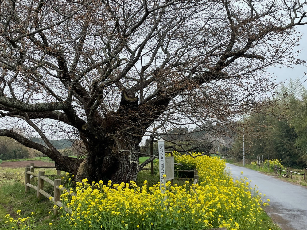 令和6年 黄門桜開花情報-4.3_1