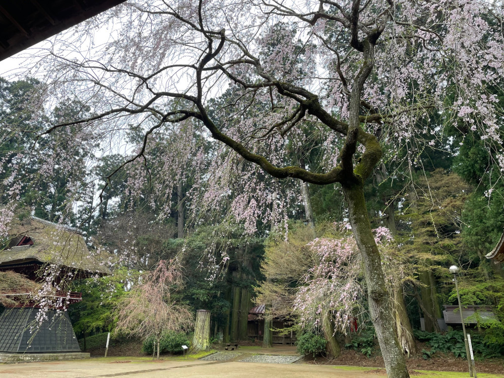 令和6年 飯高寺講堂前シダレザクラ開花情報-4.3_2