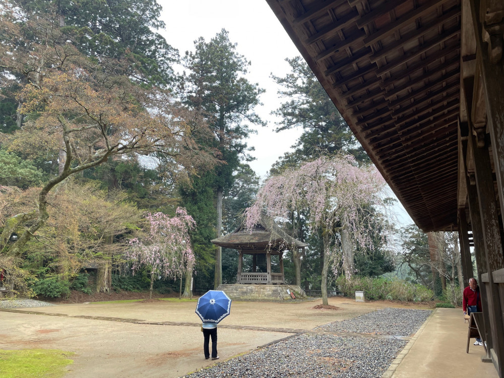 令和6年 飯高寺講堂前シダレザクラ開花情報-4.3_1